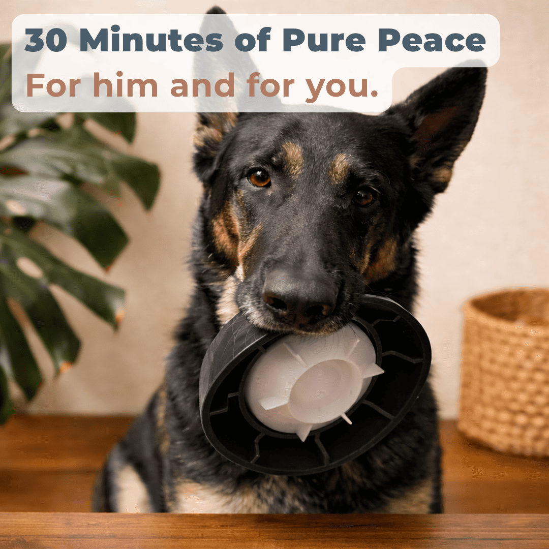 Slow Feeder Dog Bowl